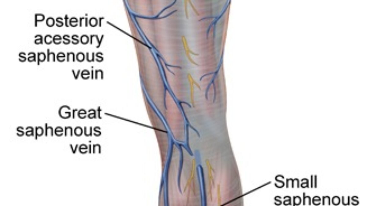 Lesser Saphenous Vein Anatomy