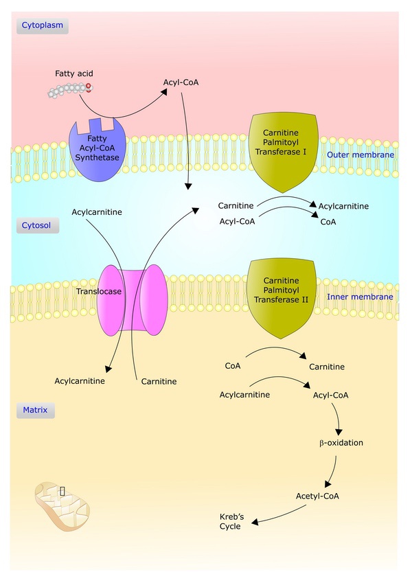 cell life cycle and body cellular system diagram
